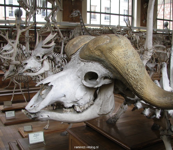 Muséum national d'Histoire naturelle - Les galeries de Paléontologie et d'Anatomie comparée