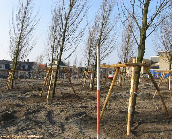 Schuine bomen aanplant in Den Helder