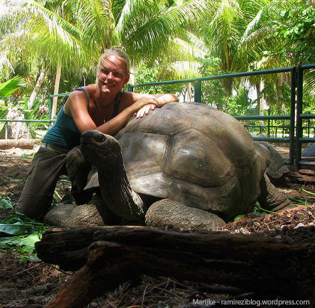 Denis Island 27 Giant Tortoise